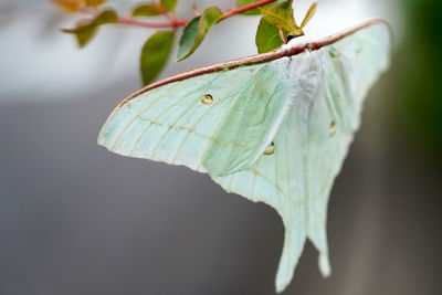 Close-up of butterfly on leaf