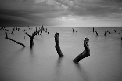 View of birds on wooden post in sea against sky