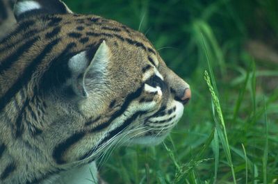 Close-up of cat