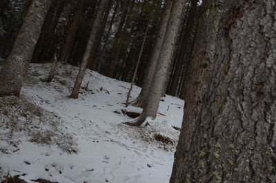 Trees on snow covered landscape