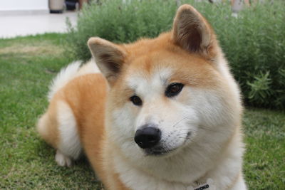 Close-up portrait of a dog on field