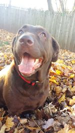 Portrait of dog