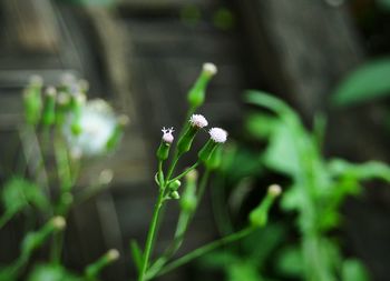 Close-up of spider on plant