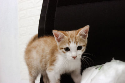 Close-up portrait of a cat