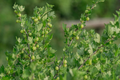 Close-up of flowering plant on field