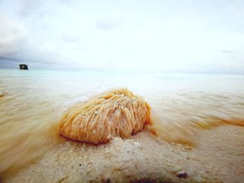 Close-up of sea shore against sky