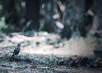 Bird perching on a field