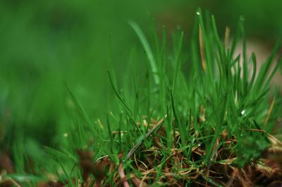 Close-up of wet grass on field