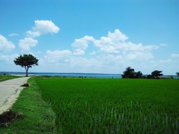 Scenic view of field against blue sky