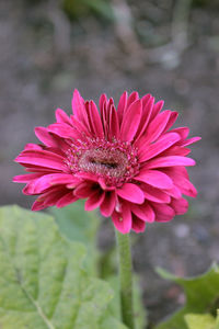 Close-up of pink flower