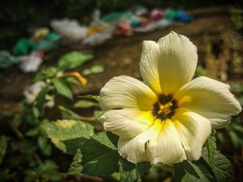 Close-up of white flower