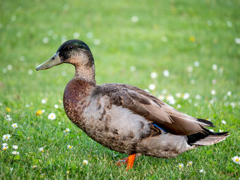 Close-up of a duck