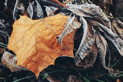 Close-up of dry leaves