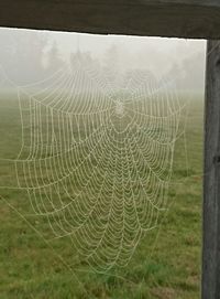 Close-up of spider web