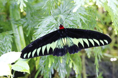 Close-up of butterfly on leaf