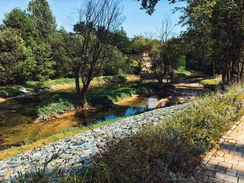 Scenic view of river by trees in forest against sky