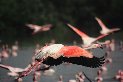 Close-up of bird flying against blurred background