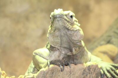 Close-up of a lizard