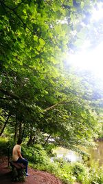 Trees in forest