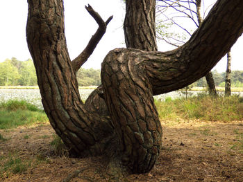 Tree trunk on field