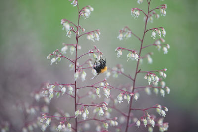 Closeup of bumble bee on white flower