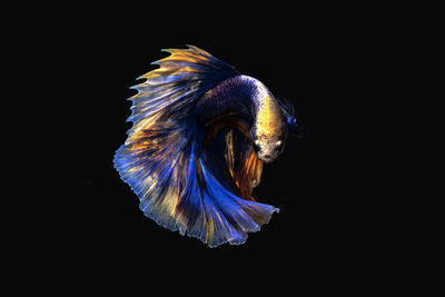 Close-up of fish swimming in sea