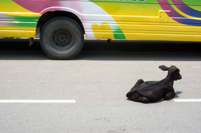 Black dog on road in city