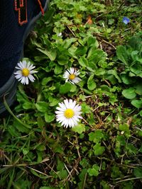 High angle view of flowers blooming outdoors