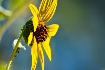 Close-up of yellow flowering plant