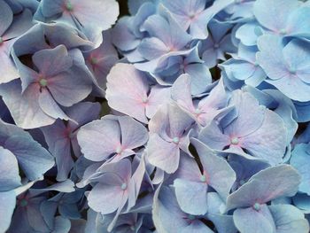 Full frame shot of purple hydrangea