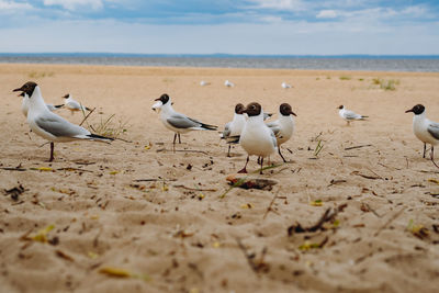 Seagulls on sand at beach