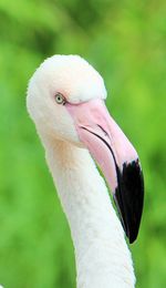 Close-up of bird against blurred background