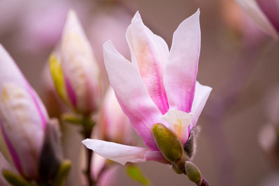 Close-up of pink flower