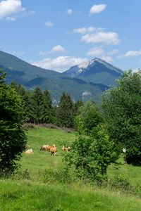 Scenic view of trees on field against sky