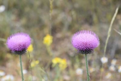 Close-up of thistle blooming on field