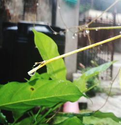 Close-up of grasshopper on leaf