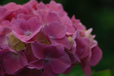 Close-up of pink flowers blooming outdoors
