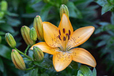 Close-up of yellow lilies