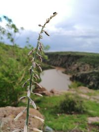 Close-up of plant growing on field against sky