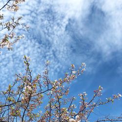 Low angle view of cherry blossom against sky