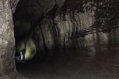 View of trees in tunnel