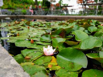 Close-up of lotus water lily in lake