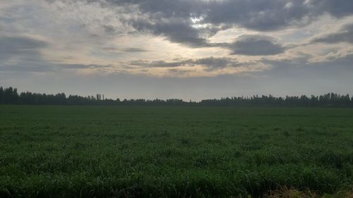 Scenic view of field against sky