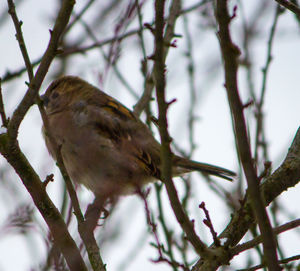 Low angle view of bird perching on branch
