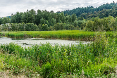 Scenic view of lake in forest against sky