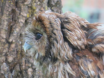 Close-up of owl's head against tree bark