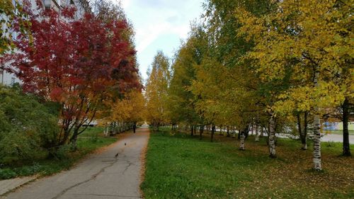 Footpath passing through a forest