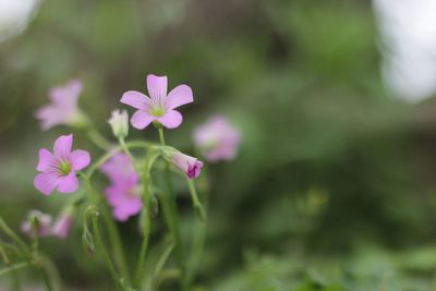 Close-up of pink flowering plant