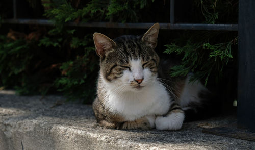 A striped cat lies on an old-style stone staircase along with a stone background. 