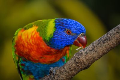 Close-up of rainbow lorikeet perching on branch